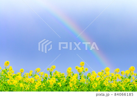 虹とナノハナ 虹とナノハナ 84066185