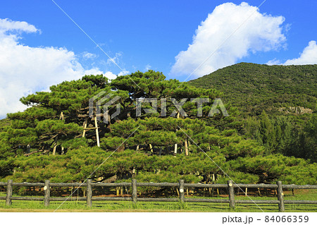 念頭平松 リュウキュウマツ 伊平屋島 念頭平松 リュウキュウマツ 伊平屋島 84066359