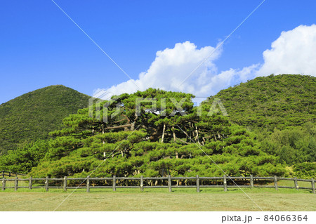念頭平松 リュウキュウマツ 伊平屋島 念頭平松 リュウキュウマツ 伊平屋島 84066364