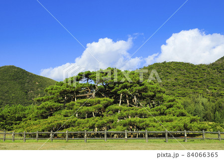 念頭平松　リュウキュウマツ　伊平屋島 84066365
