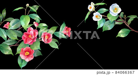 紅白の椿の水彩イラスト。左右から伸びる枝の装飾フレーム。バナー背景。ヤブツバキ。 紅白の椿の水彩イラスト。左右から伸びる枝の装飾フレーム。バナー背景。ヤブツバキ。 84066367