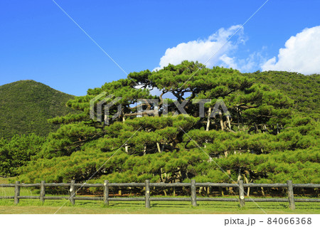 念頭平松 リュウキュウマツ 伊平屋島 念頭平松 リュウキュウマツ 伊平屋島 84066368
