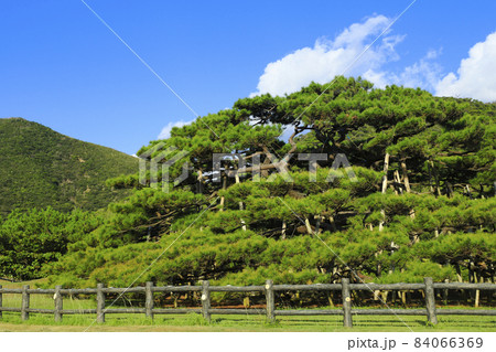 念頭平松　リュウキュウマツ　伊平屋島 84066369