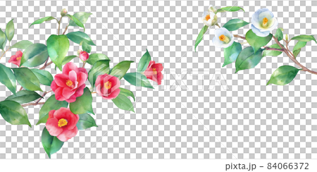 Watercolor illustration of red and white camellia. A decorative frame of branches extending from the left and right. Banner background. Camellia japonica. 84066372