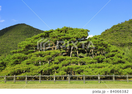 念頭平松 リュウキュウマツ 伊平屋島 念頭平松 リュウキュウマツ 伊平屋島 84066382