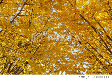 黄金色の太原イチョウ並木【福岡県】 黄金色の太原イチョウ並木【福岡県】 84066434