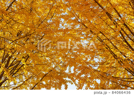 黄金色の太原イチョウ並木【福岡県】 黄金色の太原イチョウ並木【福岡県】 84066436