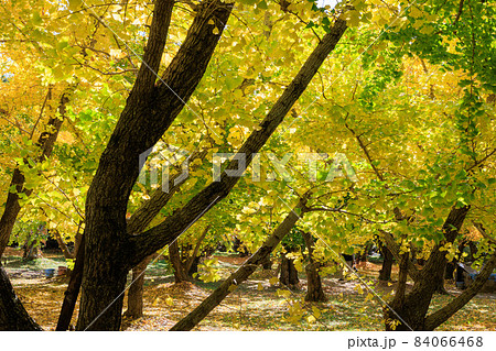 黄金色の太原イチョウ並木【福岡県】 黄金色の太原イチョウ並木【福岡県】 84066468