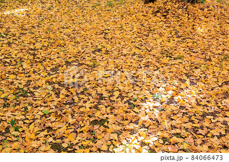 黄金色の太原イチョウ並木【福岡県】 黄金色の太原イチョウ並木【福岡県】 84066473