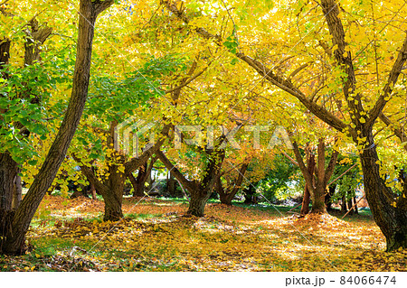 黄金色の太原イチョウ並木【福岡県】 黄金色の太原イチョウ並木【福岡県】 84066474