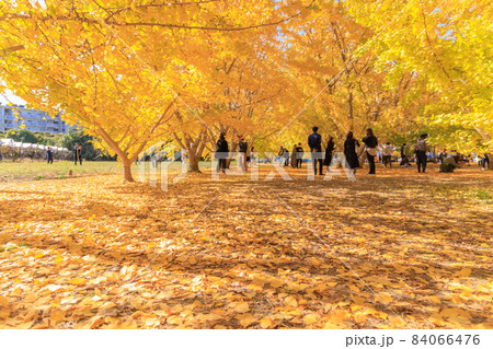 黄金色の太原イチョウ並木【福岡県】 黄金色の太原イチョウ並木【福岡県】 84066476