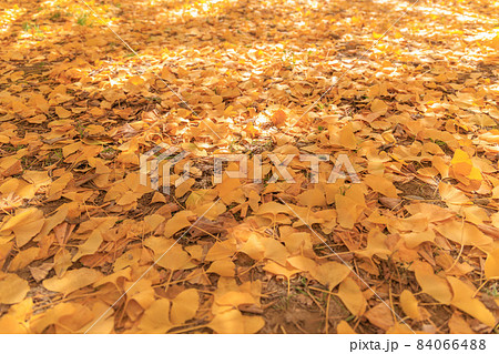 黄金色の太原イチョウ並木【福岡県】 黄金色の太原イチョウ並木【福岡県】 84066488