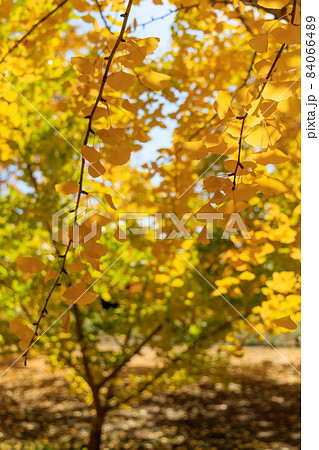 黄金色の太原イチョウ並木【福岡県】 黄金色の太原イチョウ並木【福岡県】 84066489