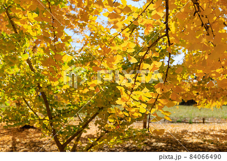 黄金色の太原イチョウ並木【福岡県】 黄金色の太原イチョウ並木【福岡県】 84066490