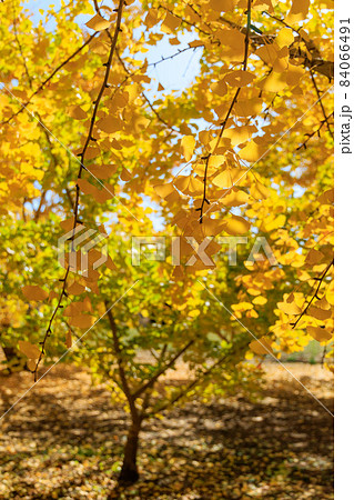 黄金色の太原イチョウ並木【福岡県】 黄金色の太原イチョウ並木【福岡県】 84066491
