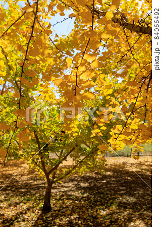 黄金色の太原イチョウ並木【福岡県】 黄金色の太原イチョウ並木【福岡県】 84066492