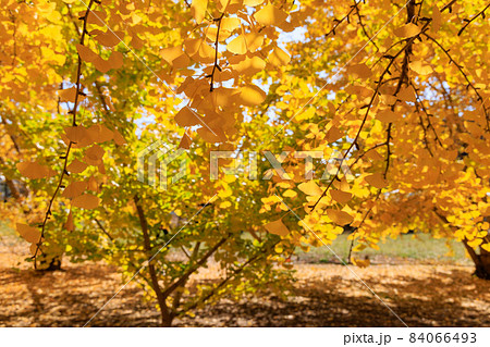 黄金色の太原イチョウ並木【福岡県】 黄金色の太原イチョウ並木【福岡県】 84066493