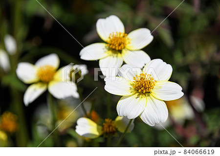 ウィンターコスモス 84066619