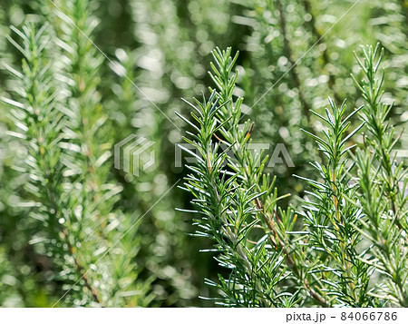 ローズマリー ローズマリー 84066786