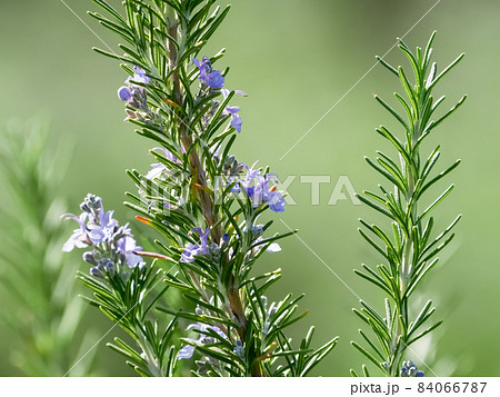 ローズマリー 84066787