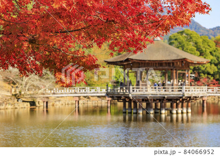紅葉真っ盛りの奈良公園浮御堂 84066952