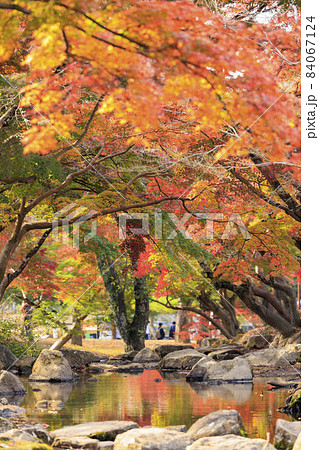 奈良公園の紅葉と鹿 奈良公園の紅葉と鹿 84067124
