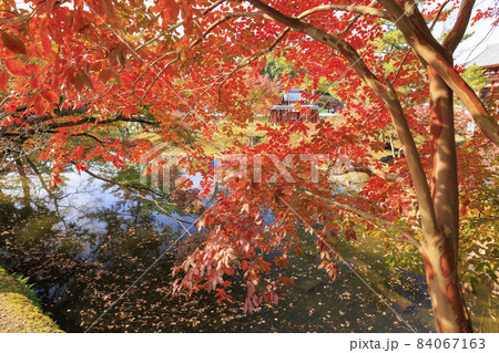奈良公園の紅葉と鹿 奈良公園の紅葉と鹿 84067163