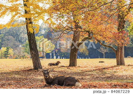 奈良公園の紅葉と鹿 84067229