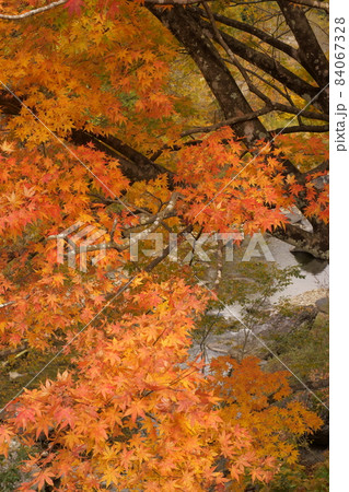 水上・藤原ダム紅葉 84067328