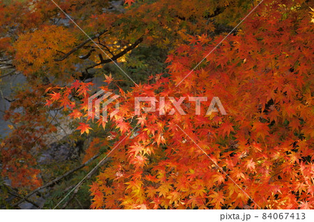 水上・藤原ダム紅葉 84067413