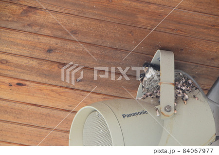 スピーカーの上のツバメの巣・ツバメの雛(道の駅 上天草さんぱーる/長崎県上天草市) スピーカーの上のツバメの巣・ツバメの雛(道の駅 上天草さんぱーる/長崎県上天草市) 84067977