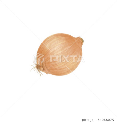 新鮮な玉ねぎイラスト横向きのイラスト素材