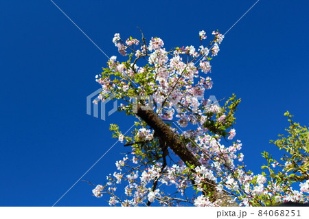 桜 さくら サクラ 84068251