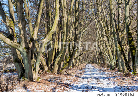 Early spring in the forest. Spring in the park. A forest road in the snow. 84068363