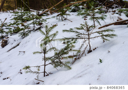 Young firs. Little spruces in the snow. Tree sprouts in the snow. Young firs. Little spruces in the snow. Tree sprouts in the snow. 84068365