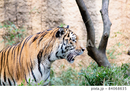 虎の横顔の写真素材