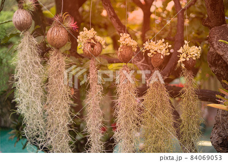 Tree with hanging roots decorations in the park. Tree with hanging roots decorations in the park. 84069053