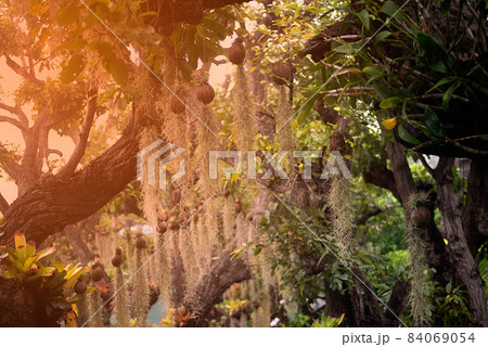 Tree with hanging roots decorations in the park. 84069054