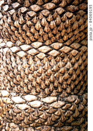 Bark of tree. The texture of bark. Seamless tree bark background. grey texture of the old tree. 84069195