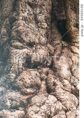 Bark of tree. The texture of bark. Seamless tree bark background. grey texture of the old tree. 84069196