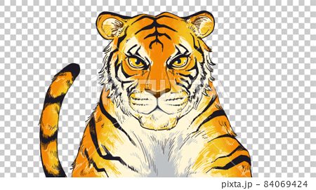 虎の手描きイラスト素材のイラスト素材 [84069424] - PIXTA