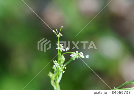 庭に生える三つ葉の花の写真素材