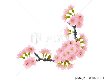 桜の花と蕾のついた枝フレームのイラスト素材 桜の花と蕾のついた枝フレームのイラスト素材