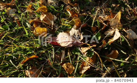 落ち葉 84070943