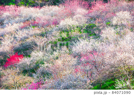 高尾梅郷 木下沢梅林 満開の梅の花 春 (東京都八王子市 ) 高尾梅郷 木下沢梅林 満開の梅の花 春 (東京都八王子市 ) 84071090