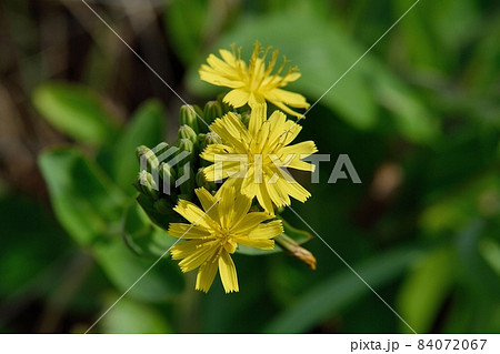 ホソバワダンの花 84072067