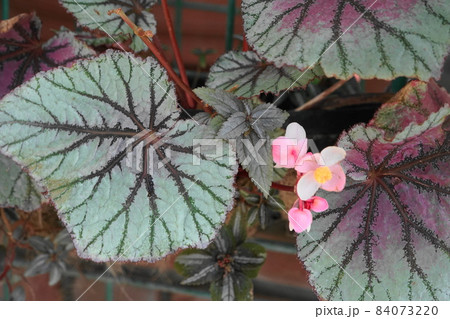 11月　多摩445根茎性ベゴニア(レックス･ベゴニア)･シュウカイドウ科･多摩グリーンライブセンター 84073220
