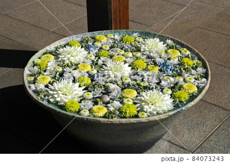 行田八幡神社周辺の花手水、白と黄色と紫の菊【埼玉県行田市】 84073243