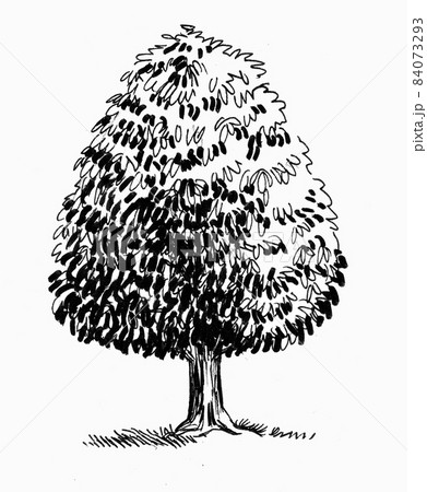 Big tree. Ink black and white drawing 84073293