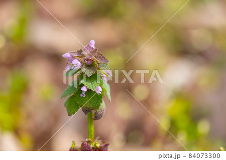 赤と緑のグラデーションが特徴的な草花ヒメオドリコソウ 84073300
